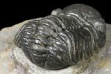 Austerops Trilobite - Nice Eye Facets #127021-4